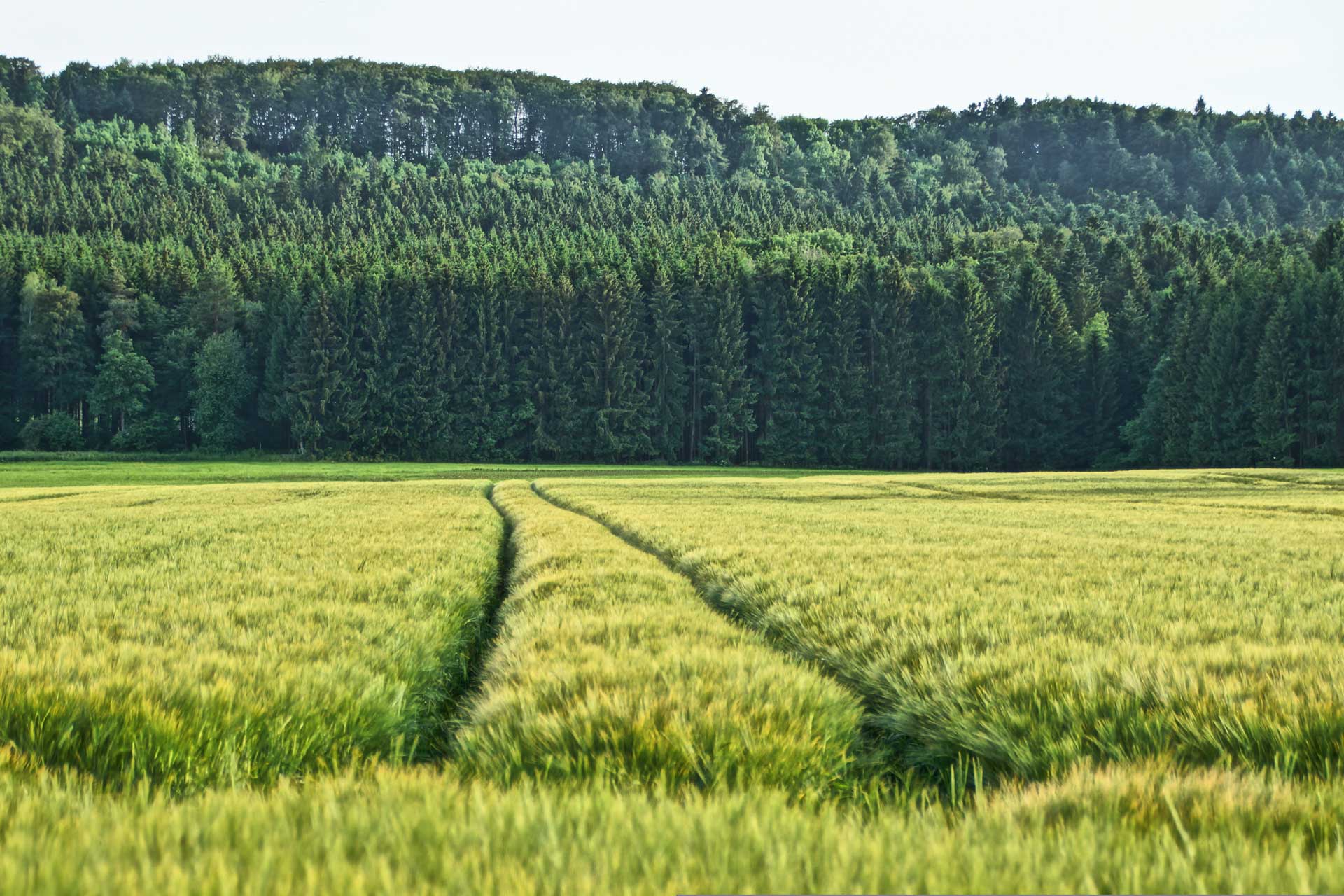 Read more about the article Ny lov: Mere skov og mindre landbrug i Danmark