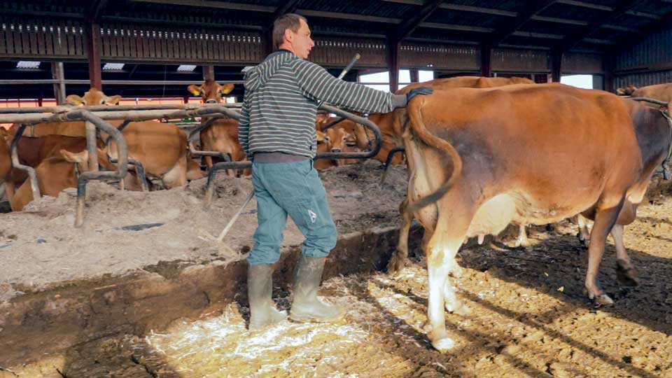 en medarbejder på en kvægfarm genner køerne i stalden